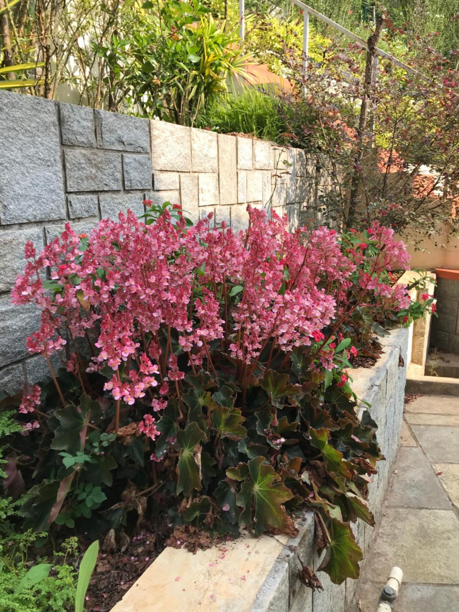 סאקלשפור Robin Woods Homestay מראה חיצוני תמונה